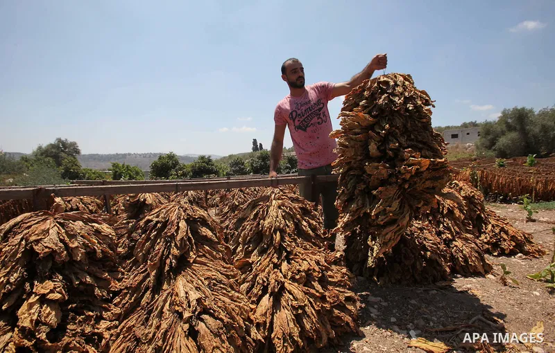 A Palestinian man carries dry tobacco leaves in his tobacco field in the village of Yabad near the West Bank city of Jenin, on Aug. 07, 2016. Photo by Nedal Eshtayah
