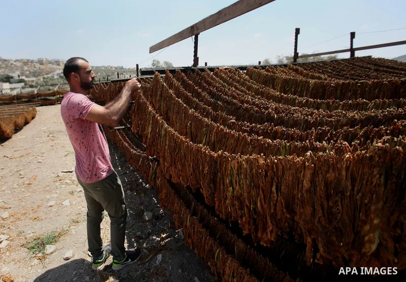 A Palestinian man carries dry tobacco leaves in his tobacco field in the village of Yabad near the West Bank city of Jenin, on Aug. 07, 2016. Photo by Nedal Eshtayah
