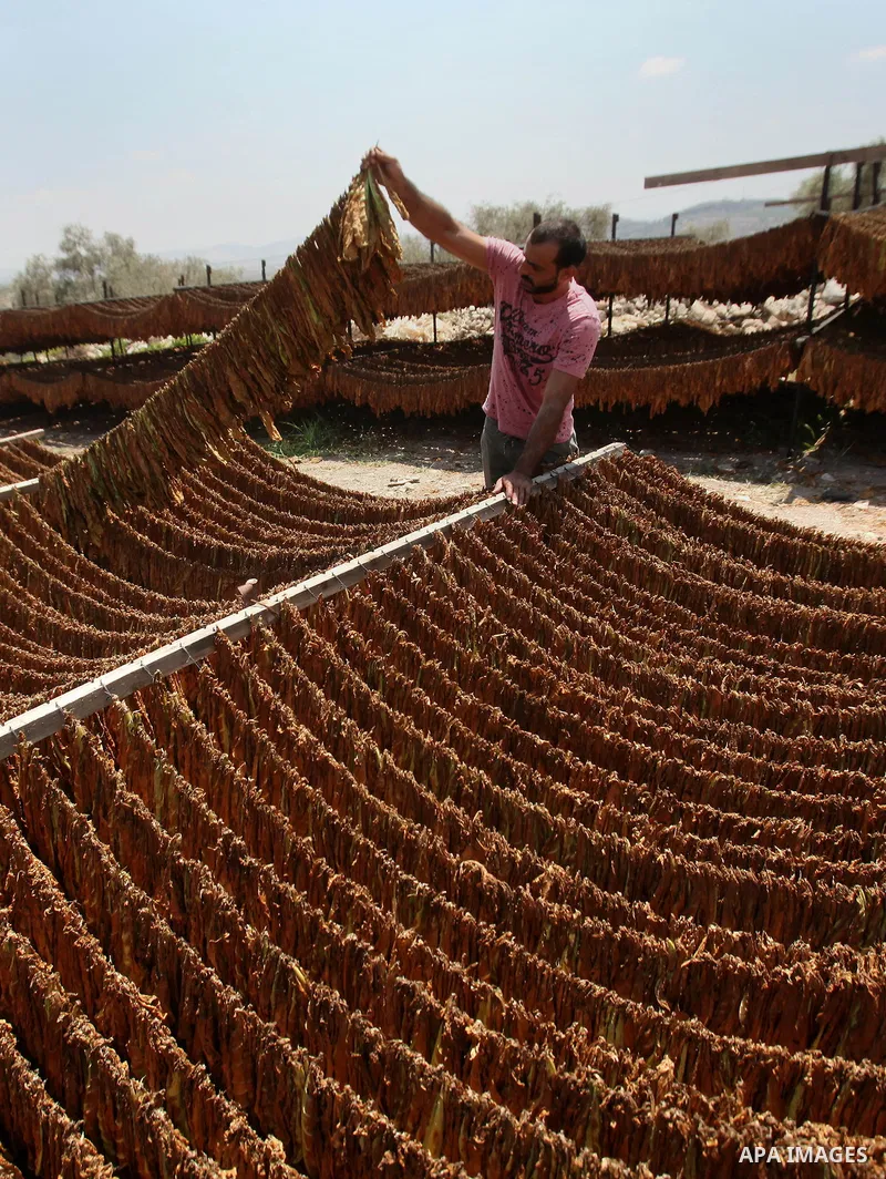 A Palestinian man carries dry tobacco leaves in his tobacco field in the village of Yabad near the West Bank city of Jenin, on Aug. 07, 2016. Photo by Nedal Eshtayah