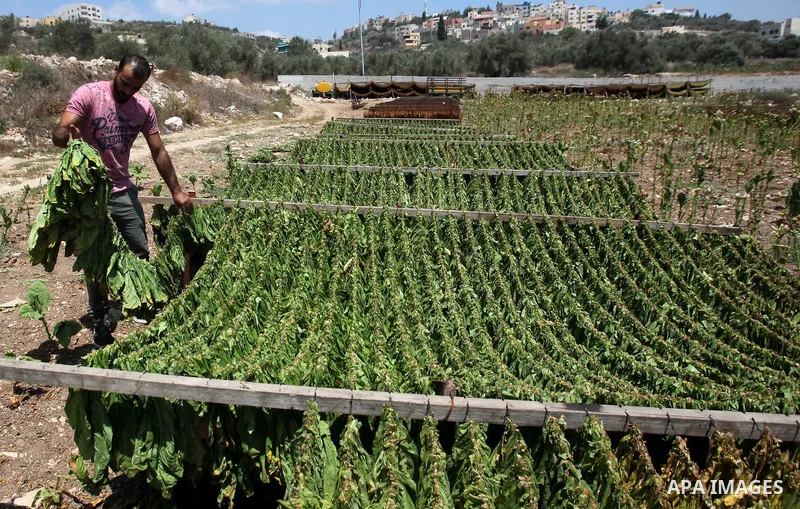 A Palestinian man carries dry tobacco leaves in his tobacco field in the village of Yabad near the West Bank city of Jenin, on Aug. 07, 2016. Photo by Nedal Eshtayah
