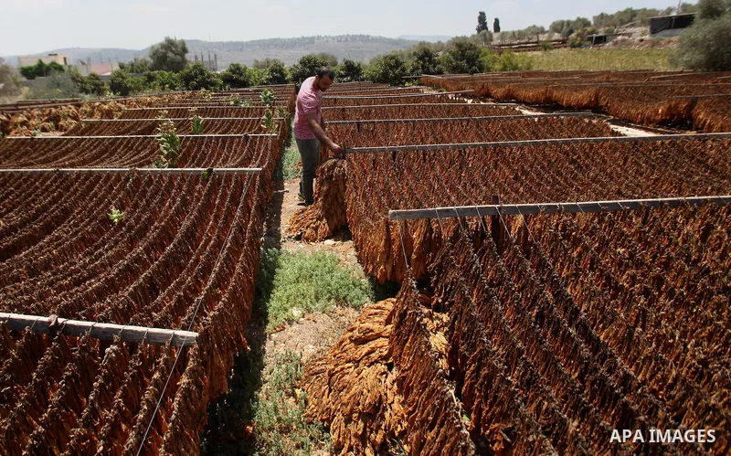 A Palestinian man carries dry tobacco leaves in his tobacco field in the village of Yabad near the West Bank city of Jenin, on Aug. 07, 2016. Photo by Nedal Eshtayah