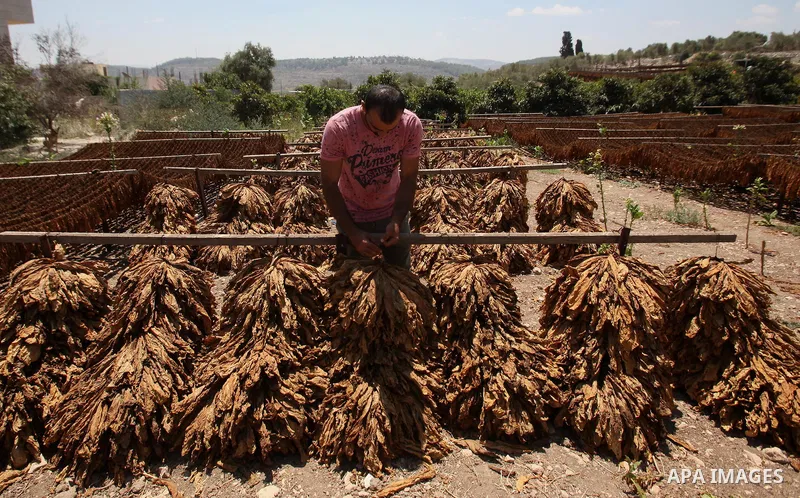 A Palestinian man carries dry tobacco leaves in his tobacco field in the village of Yabad near the West Bank city of Jenin, on Aug. 07, 2016. Photo by Nedal Eshtayah