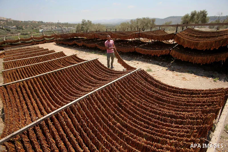 A Palestinian man carries dry tobacco leaves in his tobacco field in the village of Yabad near the West Bank city of Jenin, on Aug. 07, 2016. Photo by Nedal Eshtayah