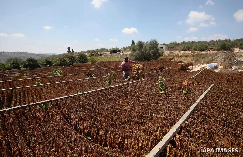 A Palestinian man carries dry tobacco leaves in his tobacco field in the village of Yabad near the West Bank city of Jenin, on Aug. 07, 2016. Photo by Nedal Eshtayah