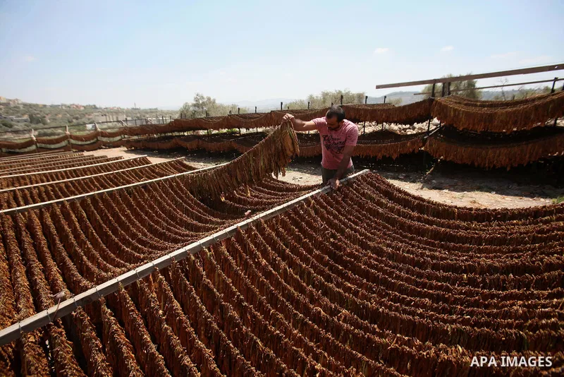 A Palestinian man carries dry tobacco leaves in his tobacco field in the village of Yabad near the West Bank city of Jenin, on Aug. 07, 2016. Photo by Nedal Eshtayah
