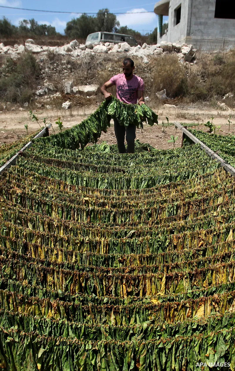 A Palestinian man carries dry tobacco leaves in his tobacco field in the village of Yabad near the West Bank city of Jenin, on Aug. 07, 2016. Photo by Nedal Eshtayah
