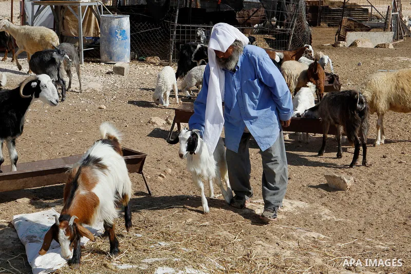 A Palestinian man herds sheep in the West Bank village of Um Alkhair south of Hebron on August 17, 2016. Photo by Wisam Hashlamoun
