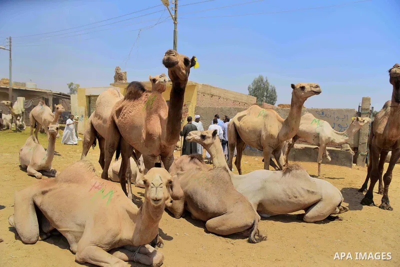 Camels are seen at at the camel market in Birqash, Giza, 25 km,16 miles north of Cairo, Egypt on Aug.19, 2016. Traders come from different countries including Sudan, Somalia and Ethiopia to sell camels ahead of Eid al-Ad...