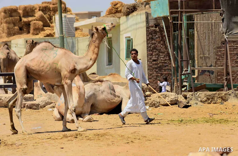 An Egyptian camel vendor leads his camel at the camel market in Birqash, Giza, 25 km,16 miles north of Cairo, Egypt on Aug.19, 2016. Traders come from different countries including Sudan, Somalia and Ethiopia to sell cam...