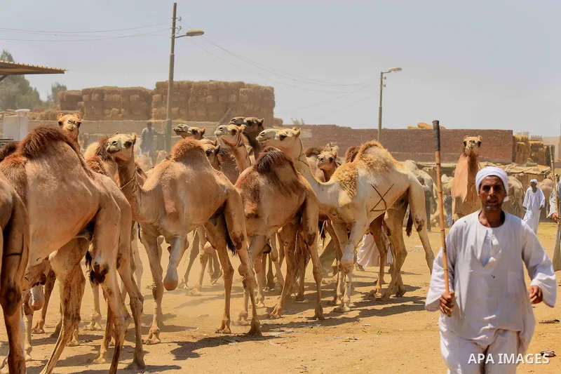 An Egyptian camel vendor leads his camel at the camel market in Birqash, Giza, 25 km,16 miles north of Cairo, Egypt on Aug.19, 2016. Traders come from different countries including Sudan, Somalia and Ethiopia to sell cam...