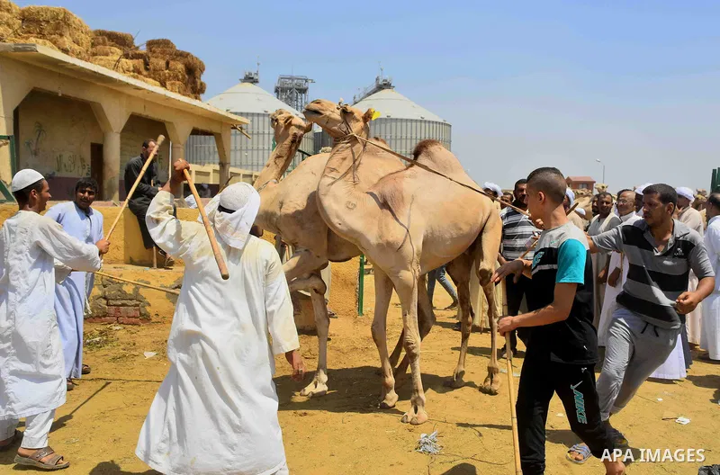 Egyptians gather during an auction at the camel market in Birqash, Giza, 25 km,16 miles north of Cairo, Egypt on Aug.19, 2016. Traders come from different countries including Sudan, Somalia and Ethiopia to sell camels ah...