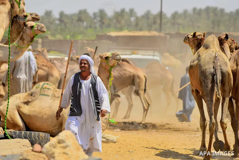 An Egyptian camel vendor displays his camels during an auction at the camel market in Birqash, Giza, 25 km,16 miles north of Cairo, Egypt on Aug.19, 2016. Traders come from different countries including Sudan, Somalia an...