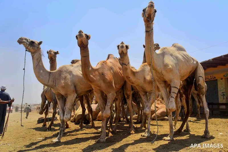 Camels are seen at at the camel market in Birqash, Giza, 25 km,16 miles north of Cairo, Egypt on Aug.19, 2016. Traders come from different countries including Sudan, Somalia and Ethiopia to sell camels ahead of Eid al-Ad...