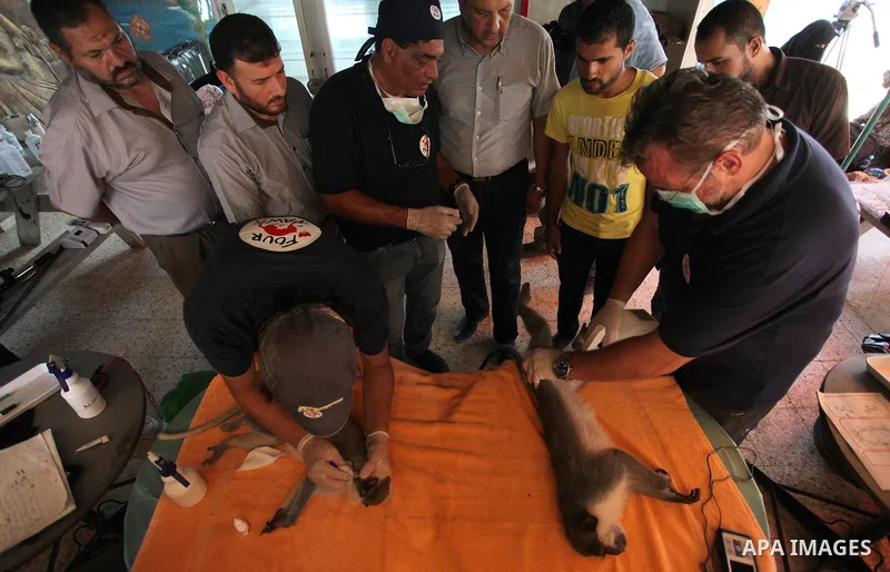 Members of the international animal welfare charity "Four Paws" check monkeys at a zoo in Khan Yunis in the southern Gaza Strip on August 23, 2016. A team of foreign veterinarians are evacuating the last surviving animal...