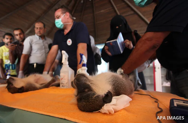 Members of the international animal welfare charity "Four Paws" check monkeys at a zoo in Khan Yunis in the southern Gaza Strip on August 23, 2016. A team of foreign veterinarians are evacuating the last surviving animal...
