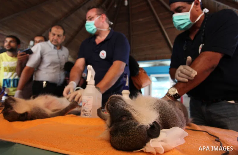 Members of the international animal welfare charity "Four Paws" check monkeys at a zoo in Khan Yunis in the southern Gaza Strip on August 23, 2016. A team of foreign veterinarians are evacuating the last surviving animal...