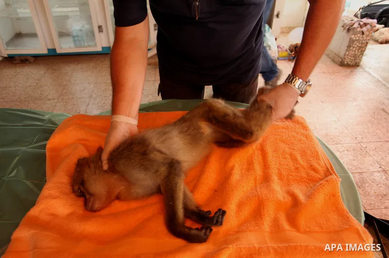 Members of the international animal welfare charity "Four Paws" check monkeys at a zoo in Khan Yunis in the southern Gaza Strip on August 23, 2016. A team of foreign veterinarians are evacuating the last surviving animal...