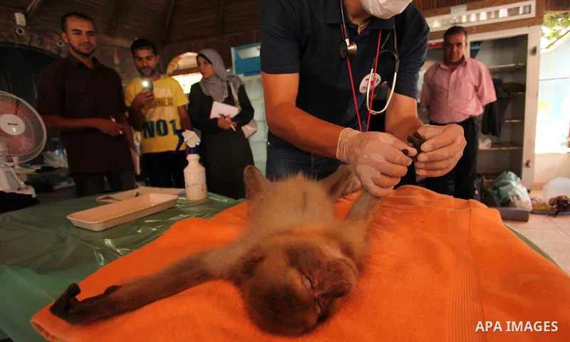 Members of the international animal welfare charity "Four Paws" check monkeys at a zoo in Khan Yunis in the southern Gaza Strip on August 23, 2016. A team of foreign veterinarians are evacuating the last surviving animal...