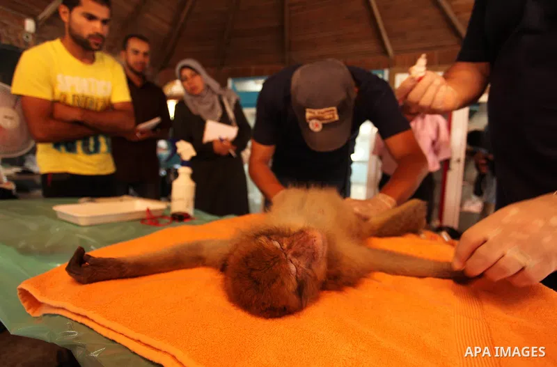 Members of the international animal welfare charity "Four Paws" check monkeys at a zoo in Khan Yunis in the southern Gaza Strip on August 23, 2016. A team of foreign veterinarians are evacuating the last surviving animal...