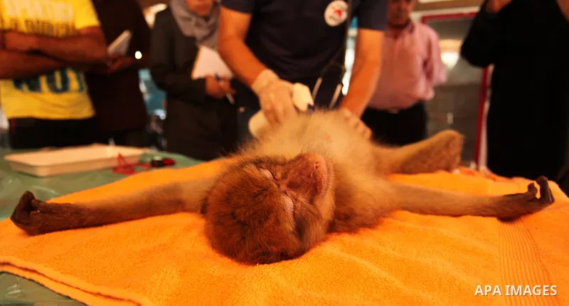 Members of the international animal welfare charity "Four Paws" check monkeys at a zoo in Khan Yunis in the southern Gaza Strip on August 23, 2016. A team of foreign veterinarians are evacuating the last surviving animal...