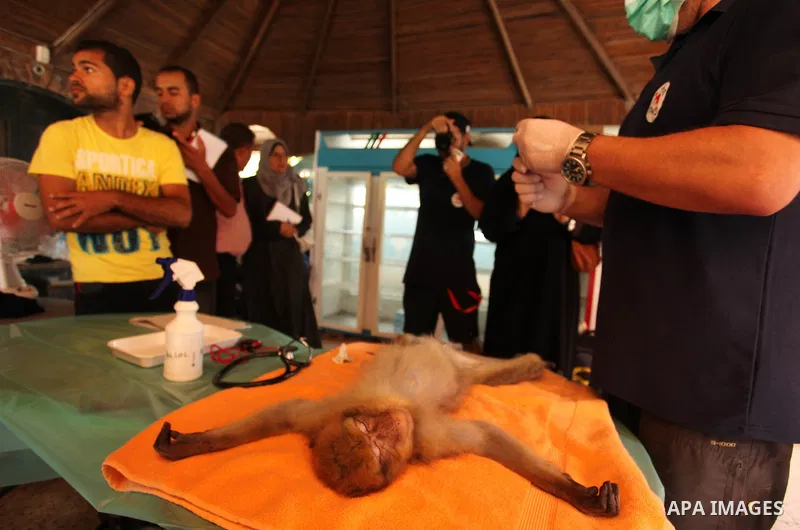 Members of the international animal welfare charity "Four Paws" check monkeys at a zoo in Khan Yunis in the southern Gaza Strip on August 23, 2016. A team of foreign veterinarians are evacuating the last surviving animal...