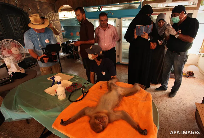 Members of the international animal welfare charity "Four Paws" check monkeys at a zoo in Khan Yunis in the southern Gaza Strip on August 23, 2016. A team of foreign veterinarians are evacuating the last surviving animal...