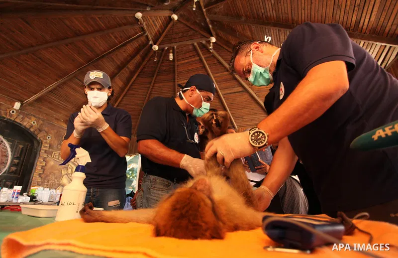 Members of the international animal welfare charity "Four Paws" check monkeys at a zoo in Khan Yunis in the southern Gaza Strip on August 23, 2016. A team of foreign veterinarians are evacuating the last surviving animal...