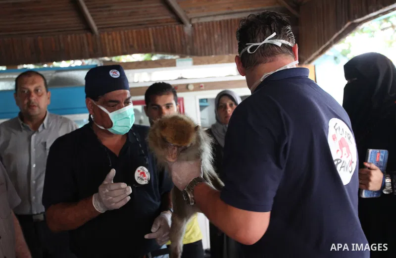 Members of the international animal welfare charity "Four Paws" check monkeys at a zoo in Khan Yunis in the southern Gaza Strip on August 23, 2016. A team of foreign veterinarians are evacuating the last surviving animal...