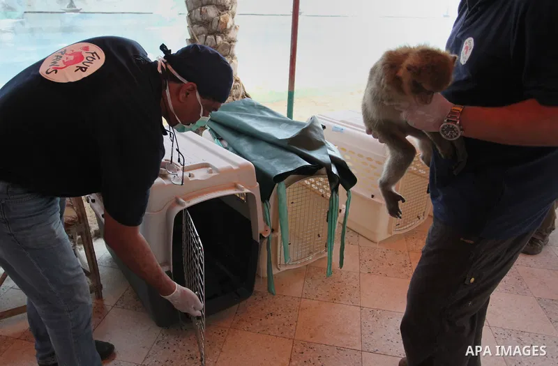 Members of the international animal welfare charity "Four Paws" check monkeys at a zoo in Khan Yunis in the southern Gaza Strip on August 23, 2016. A team of foreign veterinarians are evacuating the last surviving animal...