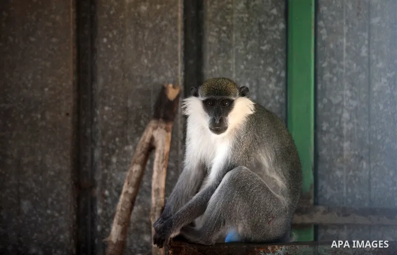 Members of the international animal welfare charity "Four Paws" check monkeys at a zoo in Khan Yunis in the southern Gaza Strip on August 23, 2016. A team of foreign veterinarians are evacuating the last surviving animal...
