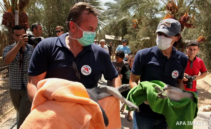 Members of the international animal welfare charity "Four Paws" check monkeys at a zoo in Khan Yunis in the southern Gaza Strip on August 23, 2016. A team of foreign veterinarians are evacuating the last surviving animal...