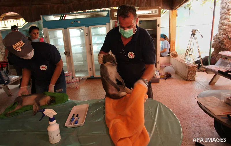 Members of the international animal welfare charity "Four Paws" check monkeys at a zoo in Khan Yunis in the southern Gaza Strip on August 23, 2016. A team of foreign veterinarians are evacuating the last surviving animal...