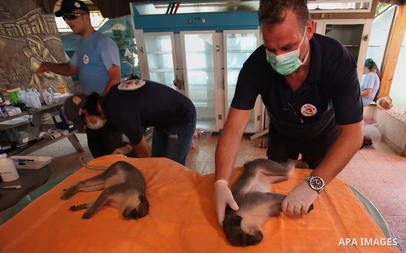 Members of the international animal welfare charity "Four Paws" check monkeys at a zoo in Khan Yunis in the southern Gaza Strip on August 23, 2016. A team of foreign veterinarians are evacuating the last surviving animal...