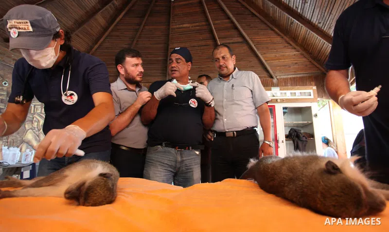 Members of the international animal welfare charity "Four Paws" check monkeys at a zoo in Khan Yunis in the southern Gaza Strip on August 23, 2016. A team of foreign veterinarians are evacuating the last surviving animal...