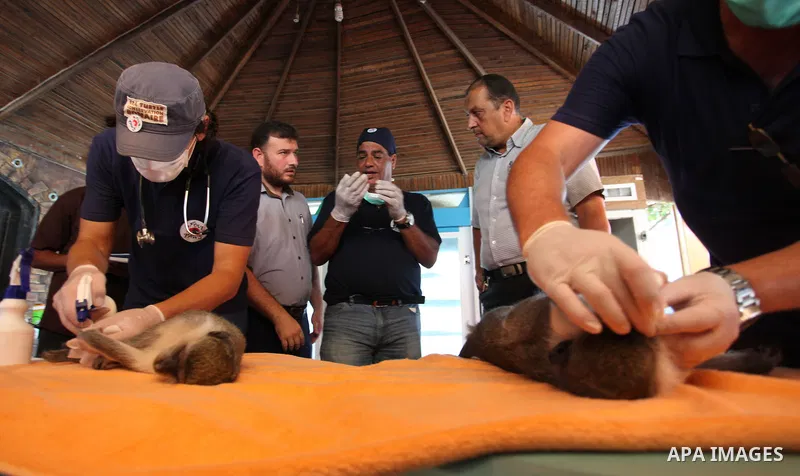 Members of the international animal welfare charity "Four Paws" check monkeys at a zoo in Khan Yunis in the southern Gaza Strip on August 23, 2016. A team of foreign veterinarians are evacuating the last surviving animal...