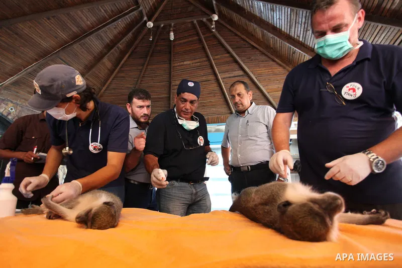 Members of the international animal welfare charity "Four Paws" check monkeys at a zoo in Khan Yunis in the southern Gaza Strip on August 23, 2016. A team of foreign veterinarians are evacuating the last surviving animal...