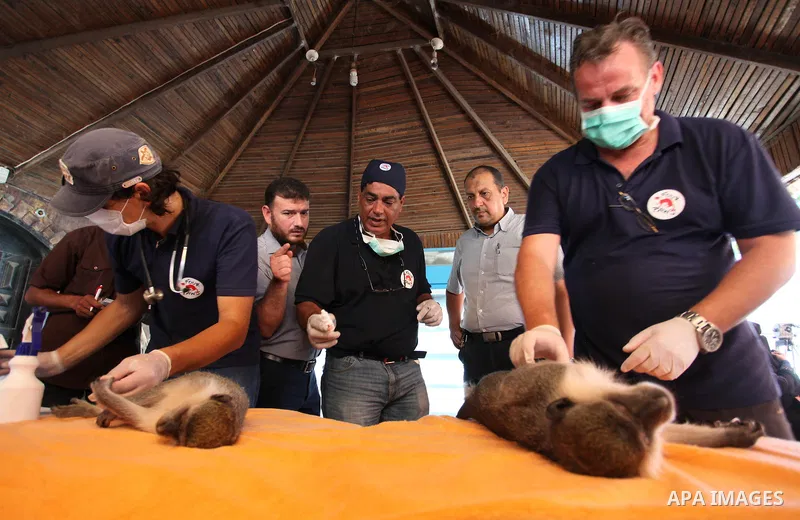 Members of the international animal welfare charity "Four Paws" check monkeys at a zoo in Khan Yunis in the southern Gaza Strip on August 23, 2016. A team of foreign veterinarians are evacuating the last surviving animal...