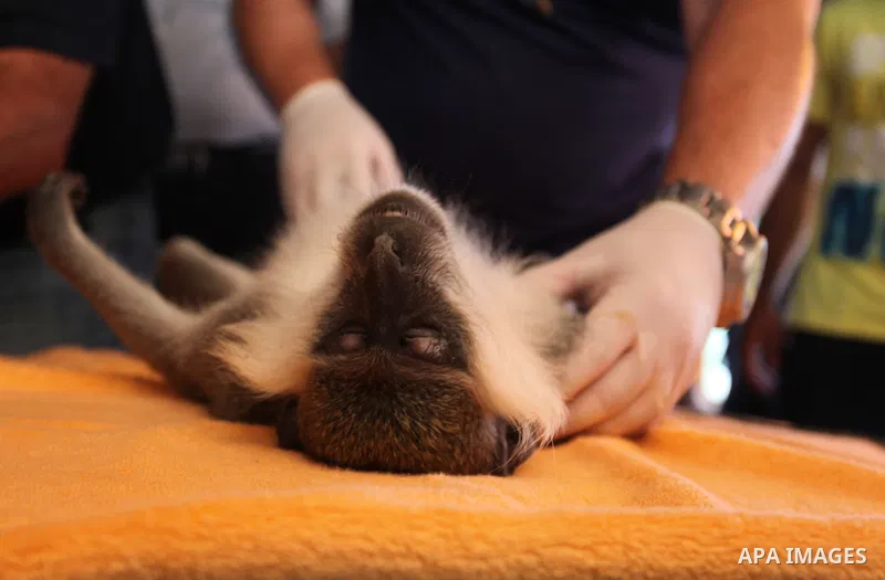 Members of the international animal welfare charity "Four Paws" check monkeys at a zoo in Khan Yunis in the southern Gaza Strip on August 23, 2016. A team of foreign veterinarians are evacuating the last surviving animal...