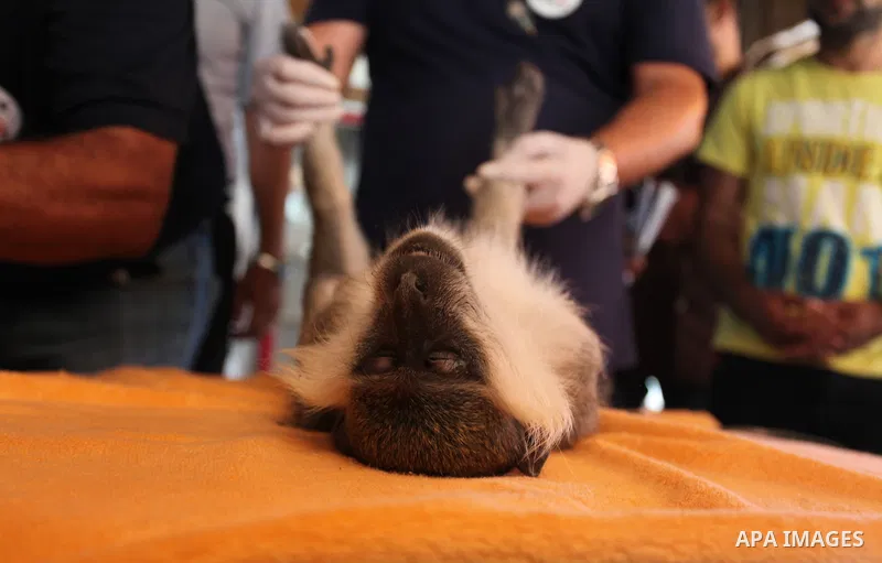 Members of the international animal welfare charity "Four Paws" check monkeys at a zoo in Khan Yunis in the southern Gaza Strip on August 23, 2016. A team of foreign veterinarians are evacuating the last surviving animal...