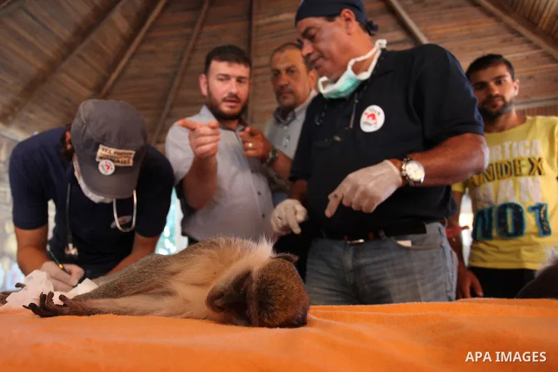 Members of the international animal welfare charity "Four Paws" check monkeys at a zoo in Khan Yunis in the southern Gaza Strip on August 23, 2016. A team of foreign veterinarians are evacuating the last surviving animal...