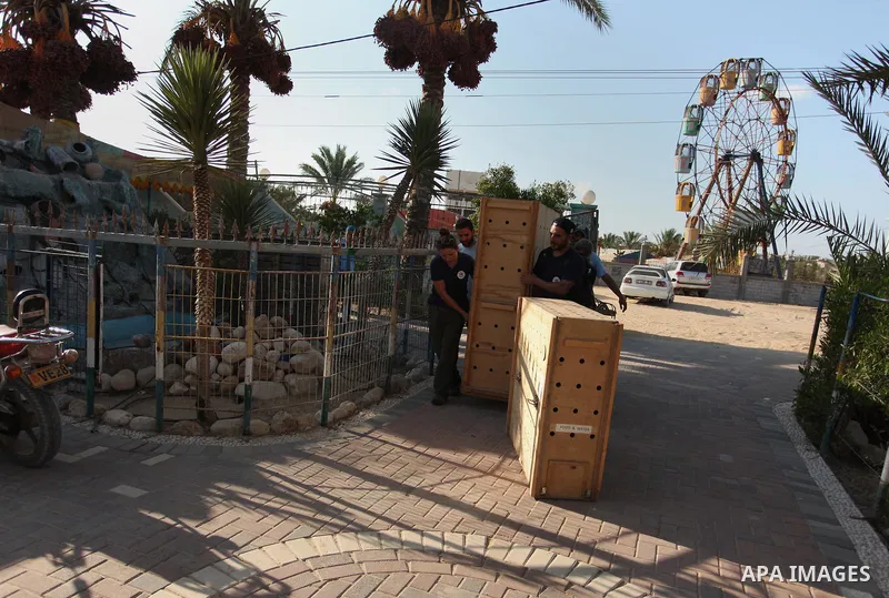 Members of the international animal welfare charity "Four Paws" carry a cage containing a monkey at a zoo in Khan Yunis, in the southern Gaza Strip, prior to evacuating all the animals at the zoo out of the Palestinian e...