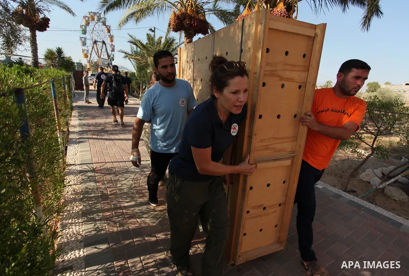 Members of the international animal welfare charity "Four Paws" carry a cage containing a monkey at a zoo in Khan Yunis, in the southern Gaza Strip, prior to evacuating all the animals at the zoo out of the Palestinian e...