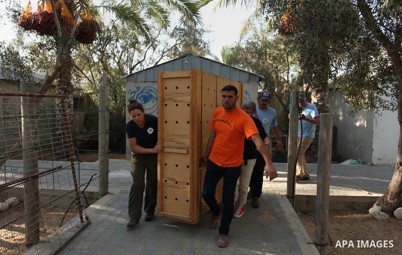 Members of the international animal welfare charity "Four Paws" carry a cage containing a monkey at a zoo in Khan Yunis, in the southern Gaza Strip, prior to evacuating all the animals at the zoo out of the Palestinian e...