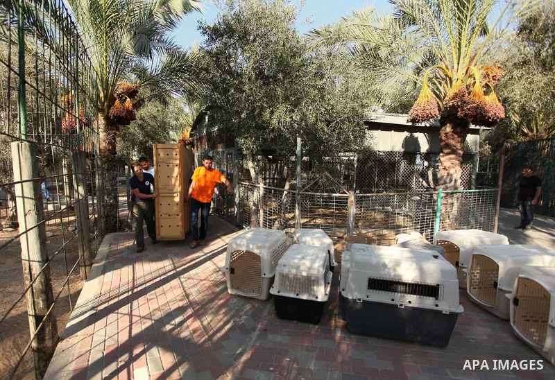 Members of the international animal welfare charity "Four Paws" carry a cage containing a monkey at a zoo in Khan Yunis, in the southern Gaza Strip, prior to evacuating all the animals at the zoo out of the Palestinian e...