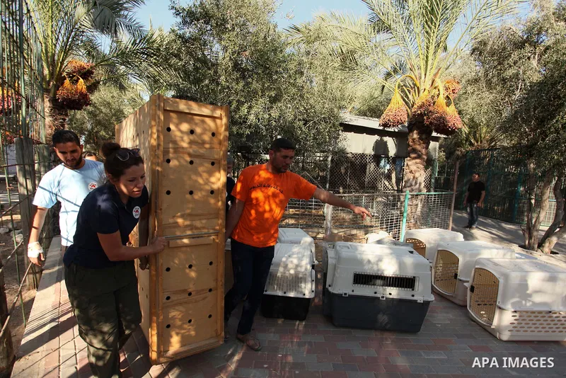 Members of the international animal welfare charity "Four Paws" carry a cage containing a monkey at a zoo in Khan Yunis, in the southern Gaza Strip, prior to evacuating all the animals at the zoo out of the Palestinian e...