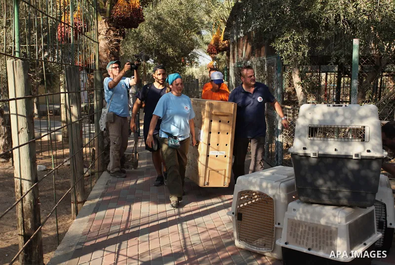 Members of the international animal welfare charity "Four Paws" carry a cage containing a monkey at a zoo in Khan Yunis, in the southern Gaza Strip, prior to evacuating all the animals at the zoo out of the Palestinian e...