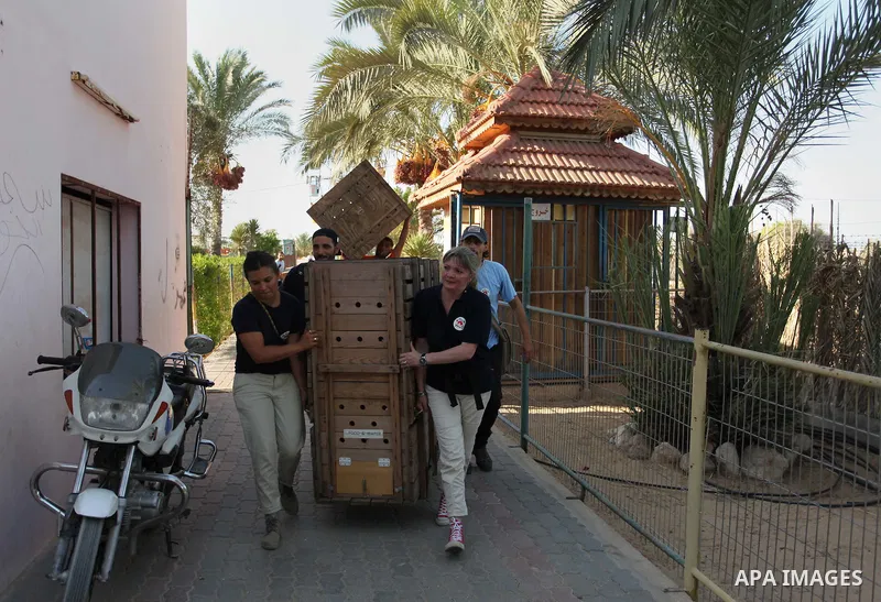 Members of the international animal welfare charity "Four Paws" carry a cage containing a monkey at a zoo in Khan Yunis, in the southern Gaza Strip, prior to evacuating all the animals at the zoo out of the Palestinian e...