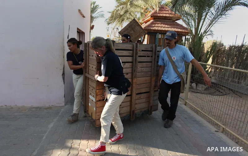 Members of the international animal welfare charity "Four Paws" carry a cage containing a monkey at a zoo in Khan Yunis, in the southern Gaza Strip, prior to evacuating all the animals at the zoo out of the Palestinian e...