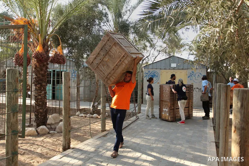Members of the international animal welfare charity "Four Paws" carry a cage containing a monkey at a zoo in Khan Yunis, in the southern Gaza Strip, prior to evacuating all the animals at the zoo out of the Palestinian e...