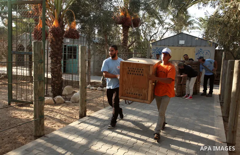 Members of the international animal welfare charity "Four Paws" carry a cage containing a monkey at a zoo in Khan Yunis, in the southern Gaza Strip, prior to evacuating all the animals at the zoo out of the Palestinian e...